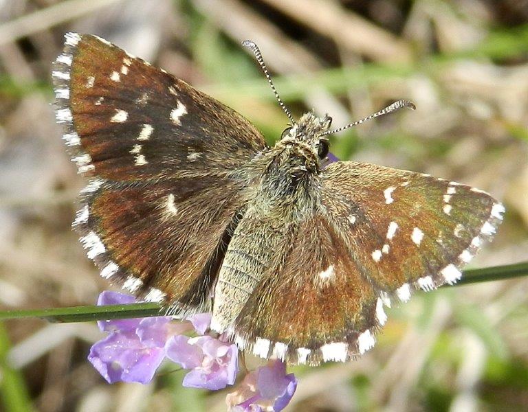 Hesperiidae - Aberrazione?