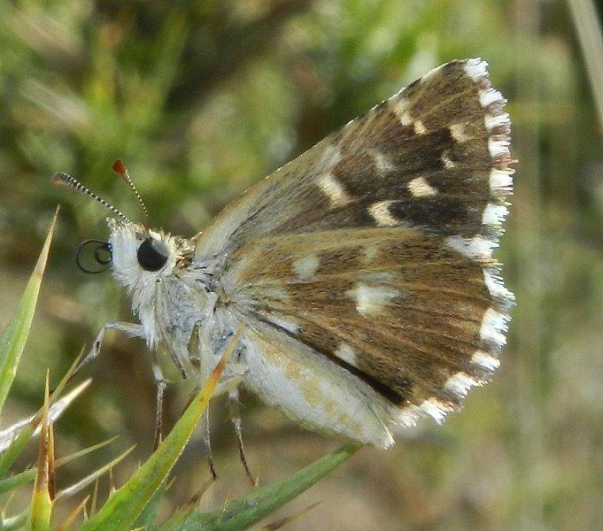 Hesperiidae - Aberrazione?