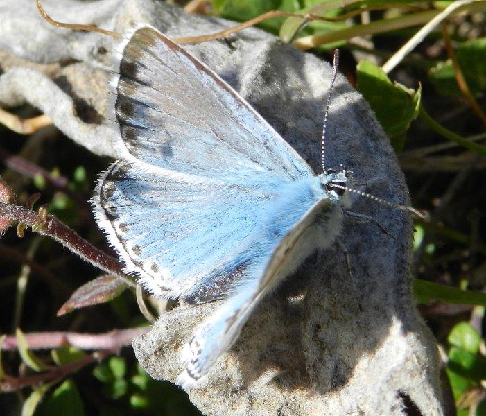 un dubbio con questo Polyommatus...