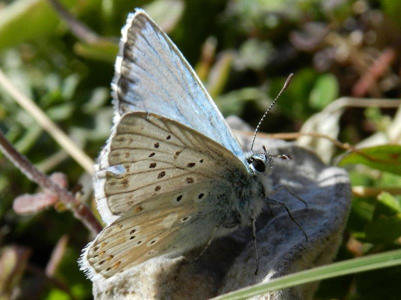 un dubbio con questo Polyommatus...