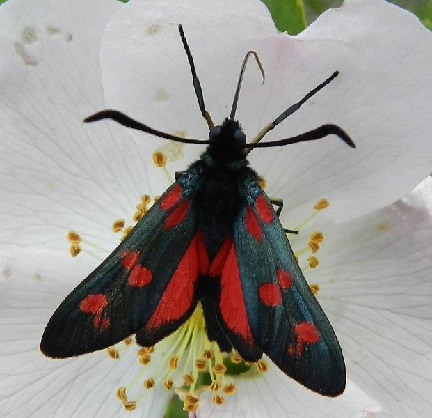 Zygaena (Zygaena) filipendulae ??