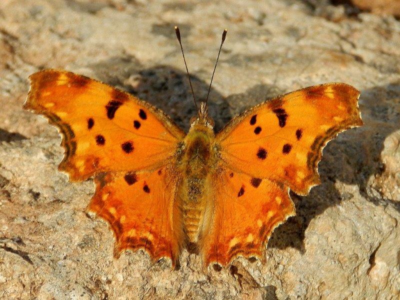 Polygonia egea