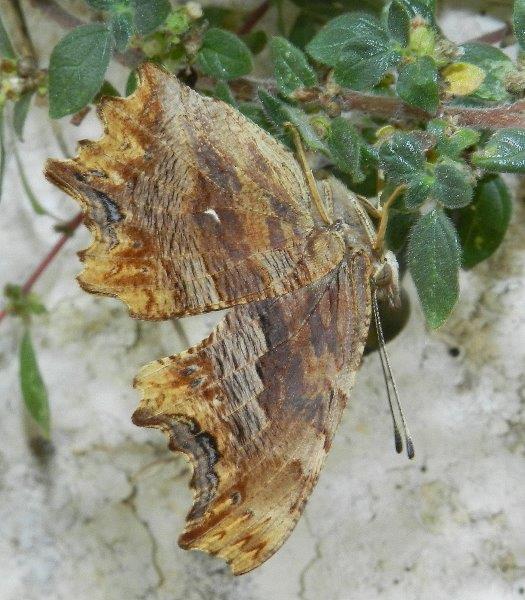 Polygonia egea