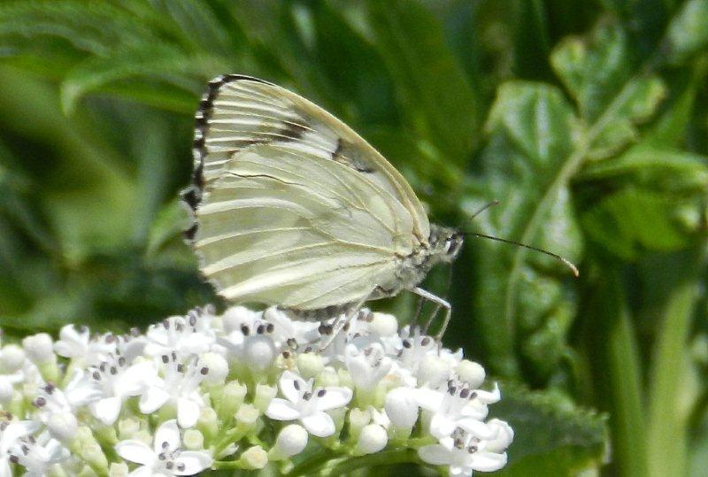 Melanargia galathea aberrante e altre forme, del Vicentino