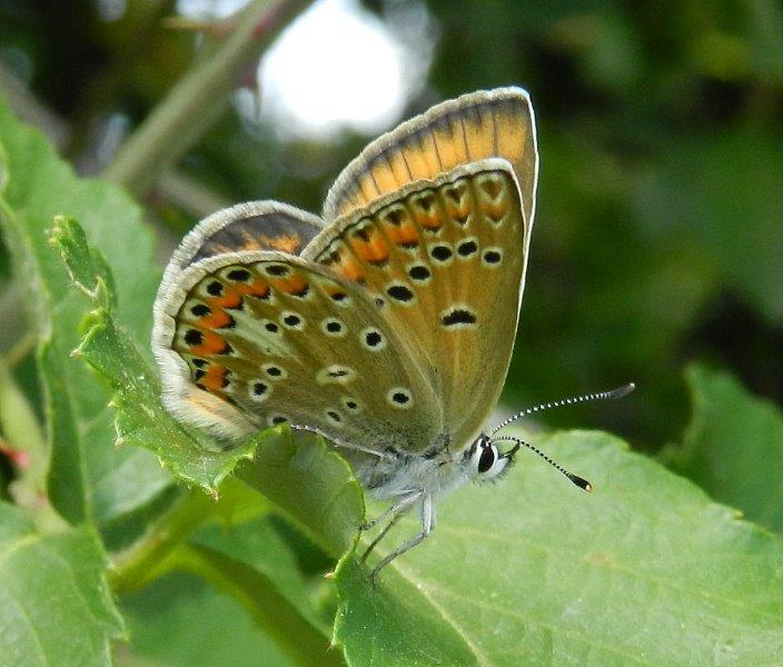 confermiamo Polyommatus thersites?