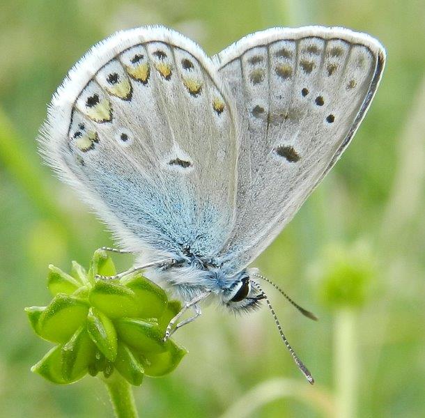 due Polyommatus aberranti