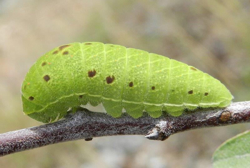 tre in un colpo - larve Iphiclides podalirius