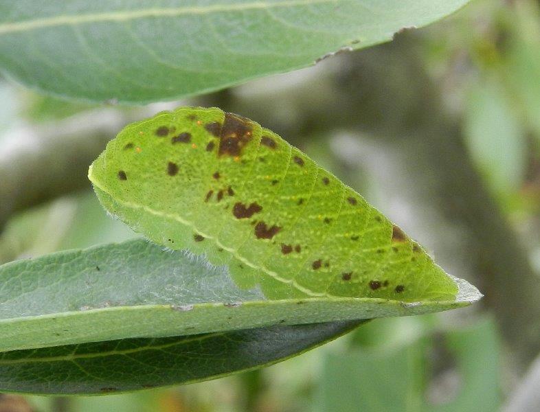 tre in un colpo - larve Iphiclides podalirius