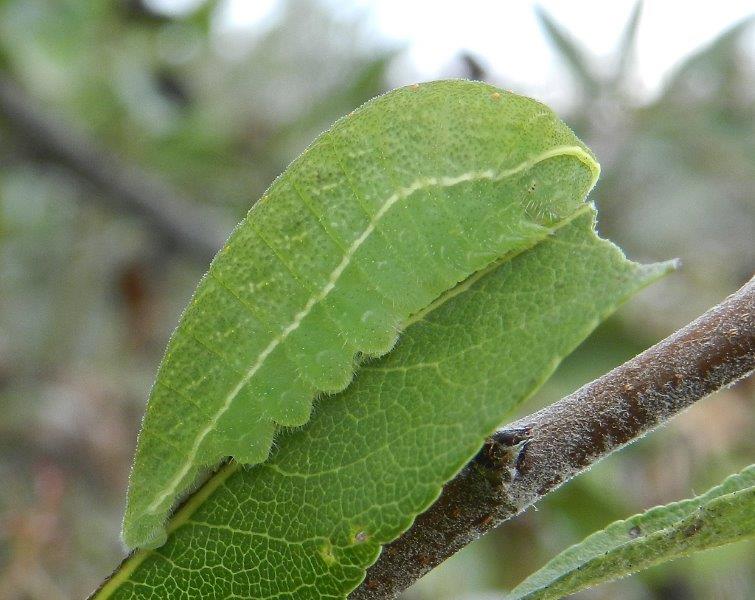 tre in un colpo - larve Iphiclides podalirius