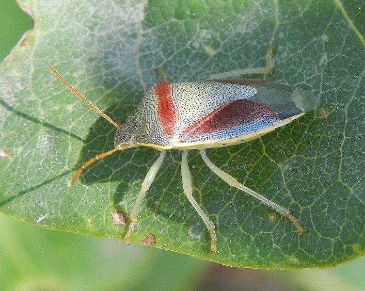 Pentatomidae: Piezodorus lituratus f. liturata di Puglia (BA)