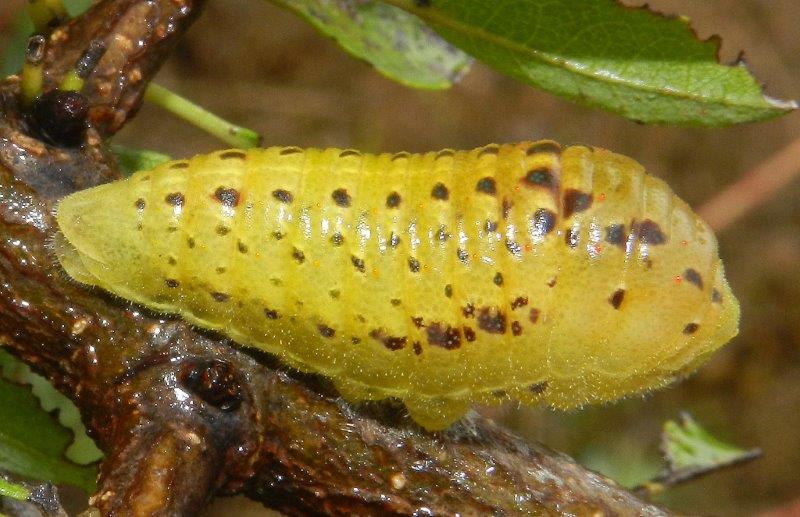 tre in un colpo - larve Iphiclides podalirius