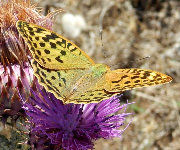 Argynnis pandora