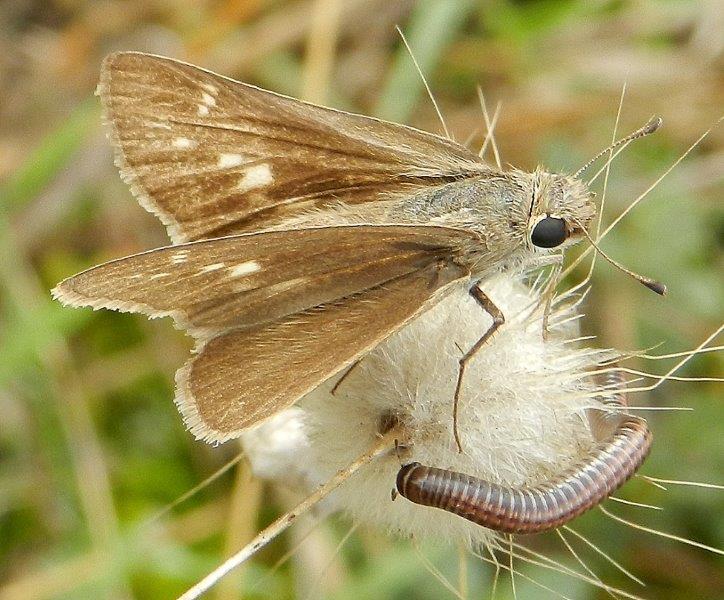 Gegenes nostrodamus femmina (Hesperiidae)