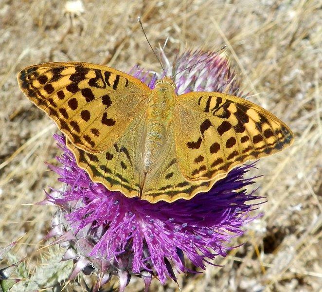 Argynnis pandora