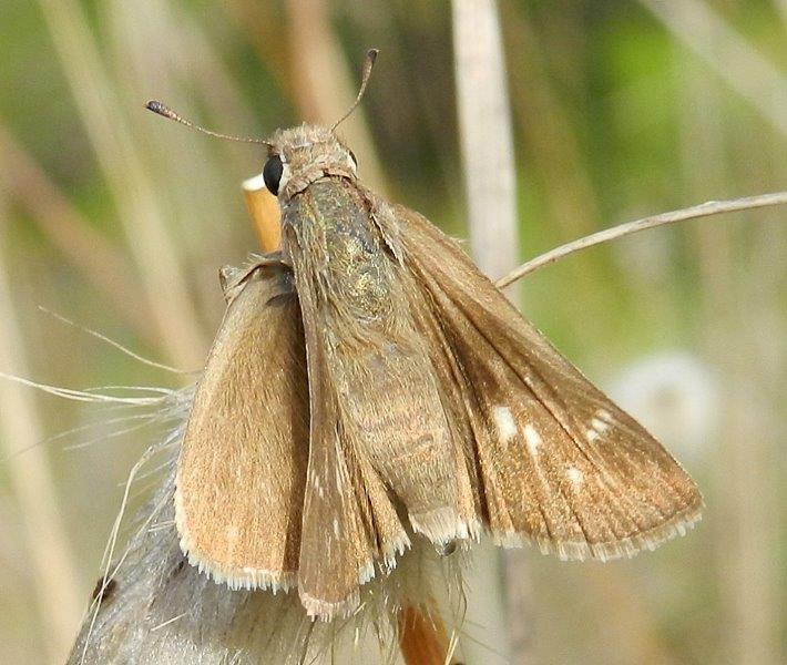 Gegenes nostrodamus femmina (Hesperiidae)