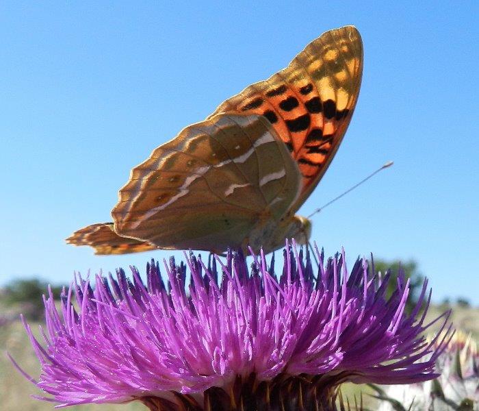 Argynnis pandora