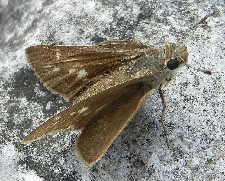 Gegenes nostrodamus femmina (Hesperiidae)