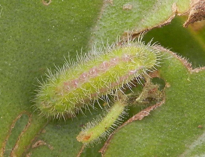 larva di Cacyreus marshalli