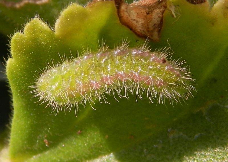 larva di Cacyreus marshalli