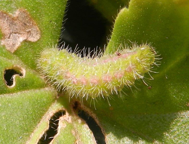 larva di Cacyreus marshalli