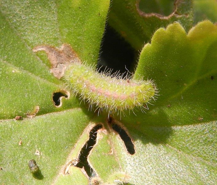 larva di Cacyreus marshalli