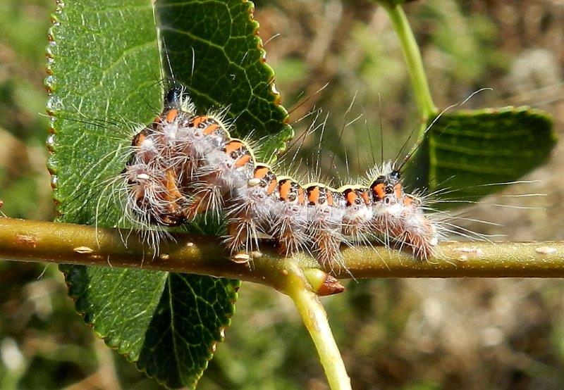 Acronicta (Triaena) psi