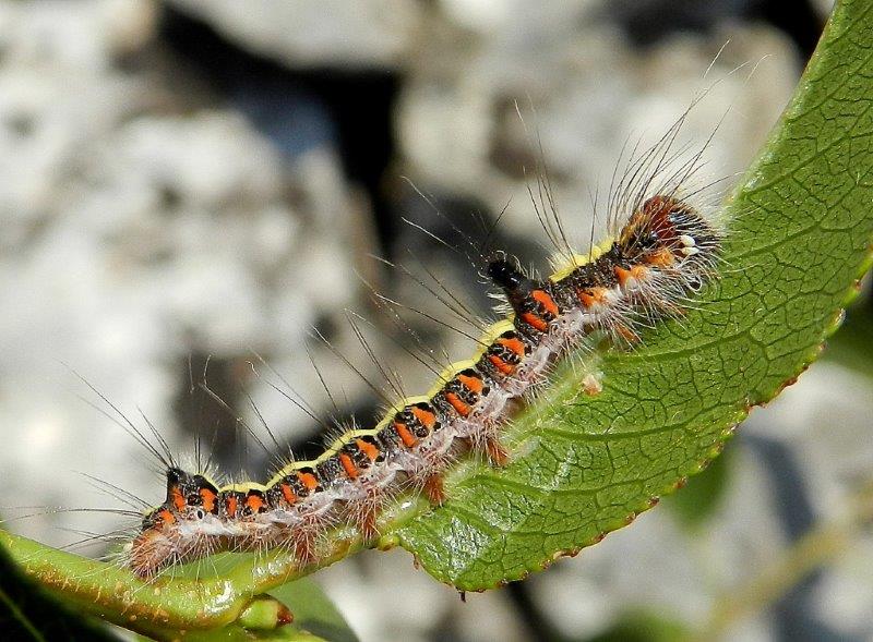 Acronicta (Triaena) psi