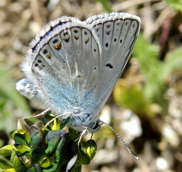 due Polyommatus aberranti