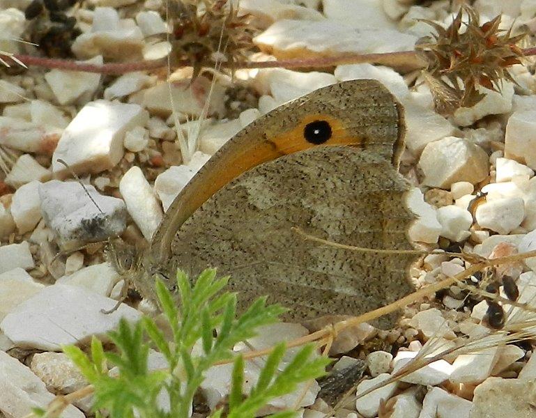 un aiuto per un Satyrinae