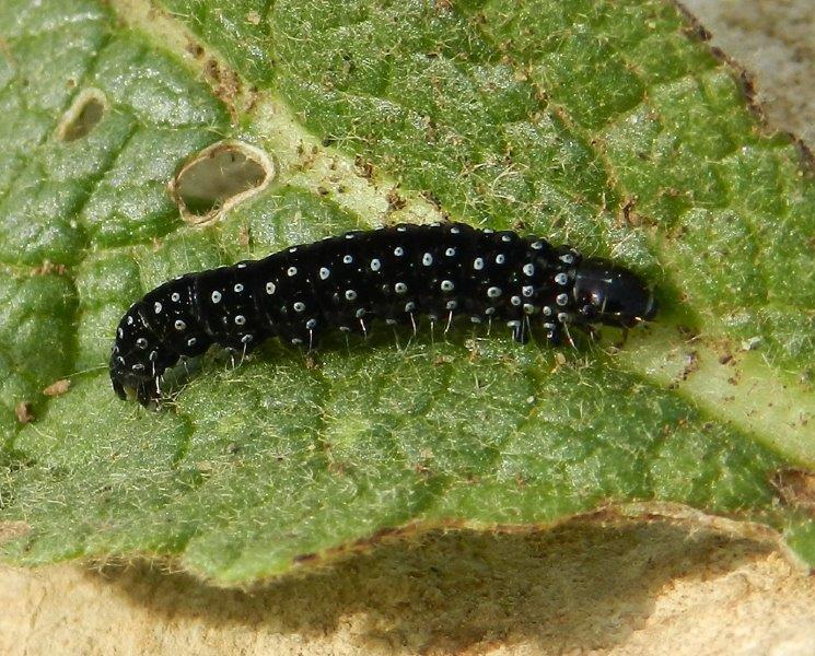 bruco da Id - Aphelia sp.