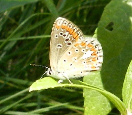 confermiamo Polyommatus thersites?