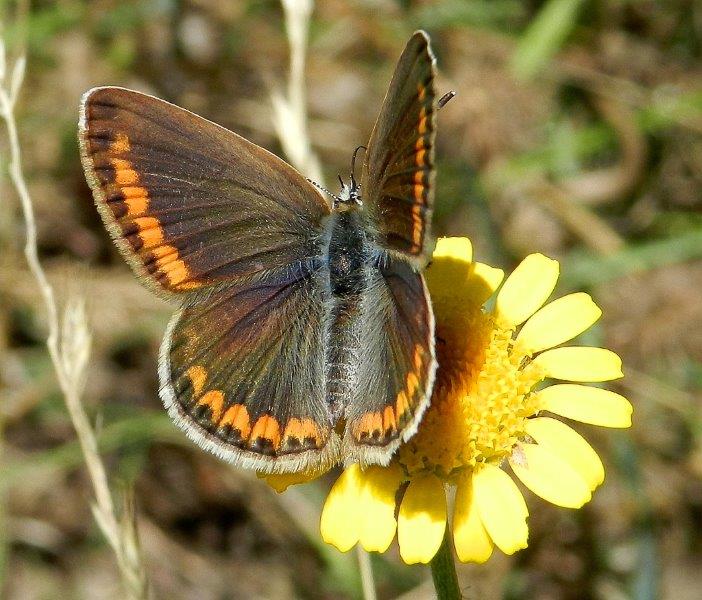 confermiamo Polyommatus thersites?