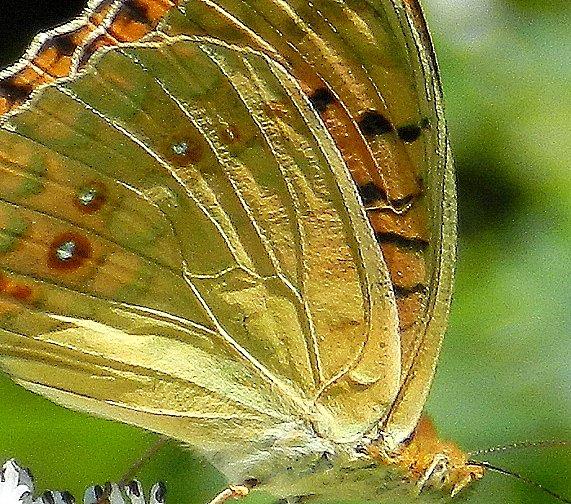 Argynnis adippe f cledoxa?