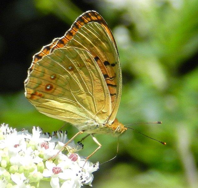 Argynnis adippe f cledoxa?