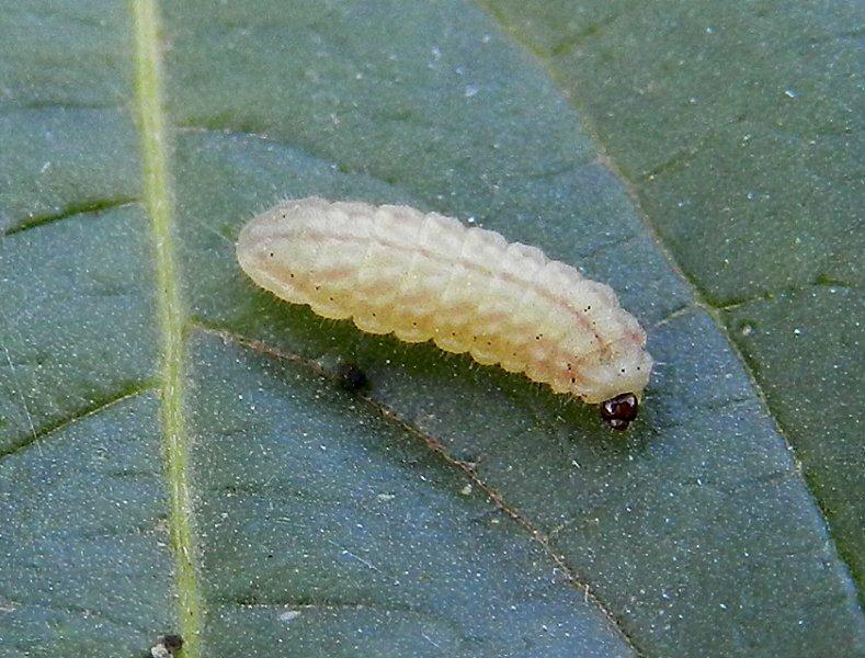 Lampides boeticus - larva