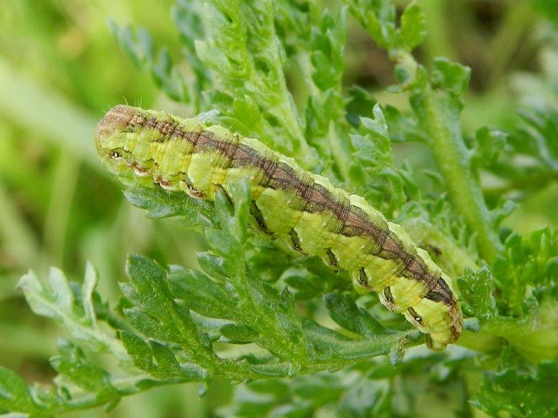 Cucullia da Id - Larva di Cucullia (Cucullia) calendulae