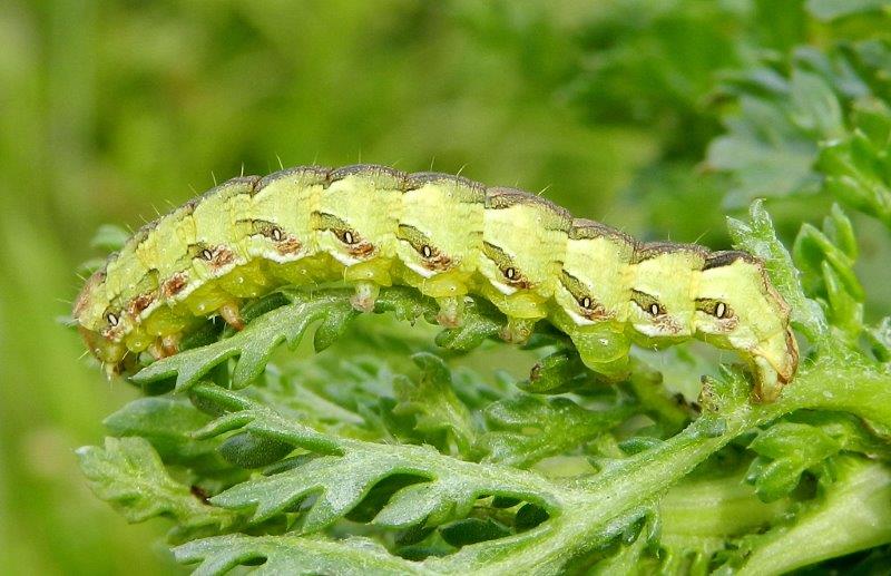 Cucullia da Id - Larva di Cucullia (Cucullia) calendulae