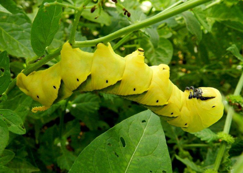 Acherontia atropos - la testa di morto - larva