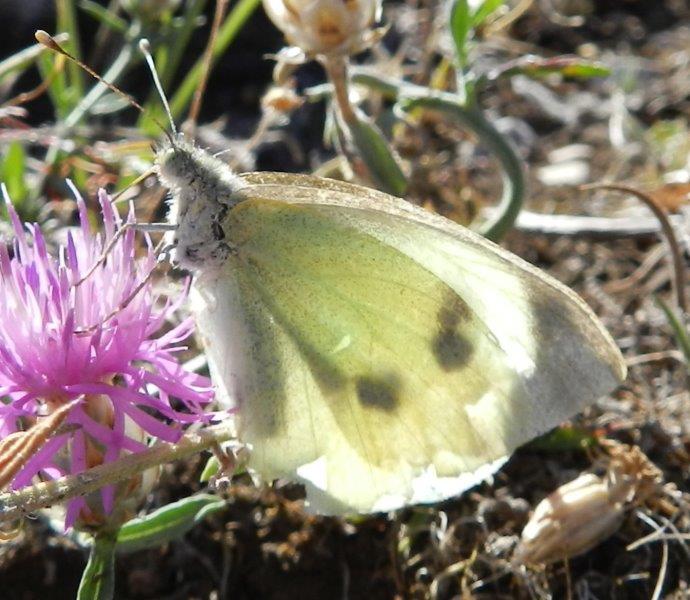 riprovo con questa Pieris