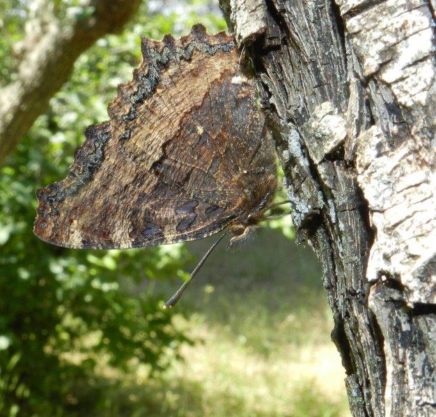 farfalle e uliveti