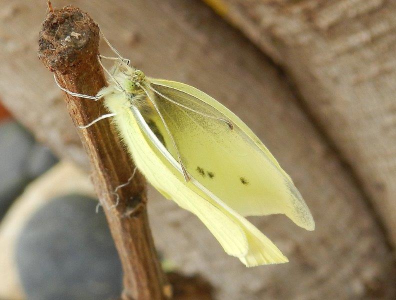 Buongiorno! - Pieris rapae