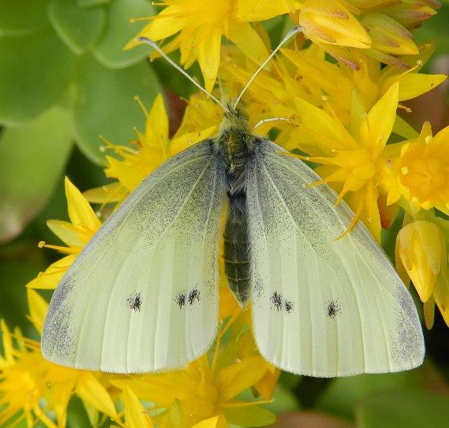 Buongiorno! - Pieris rapae