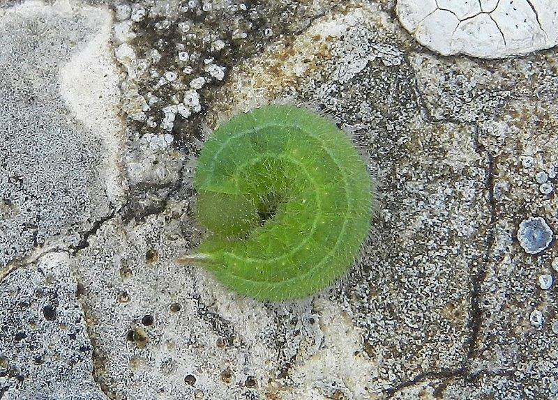 uhm...larva Satyrinae