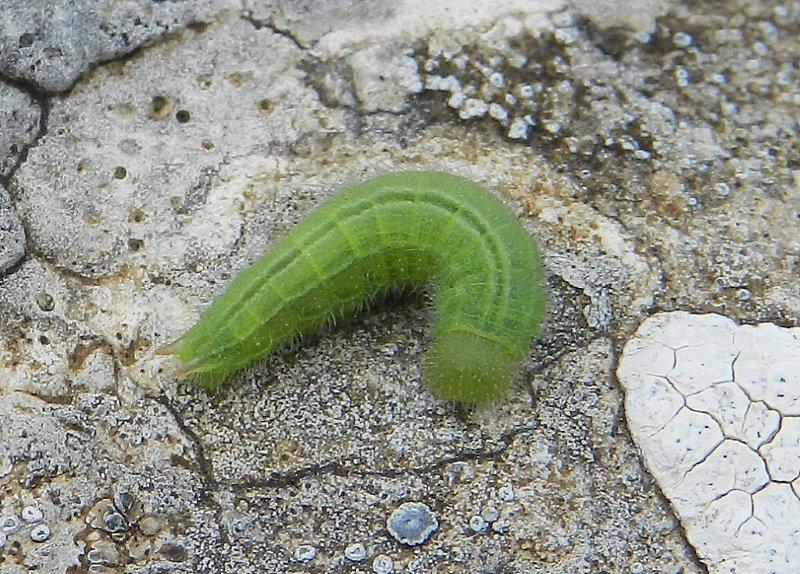 uhm...larva Satyrinae