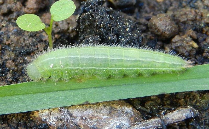 uhm...larva Satyrinae