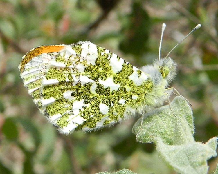 Melitaea cinxia,Zerynthia cassandra,Anthocharis cardamines