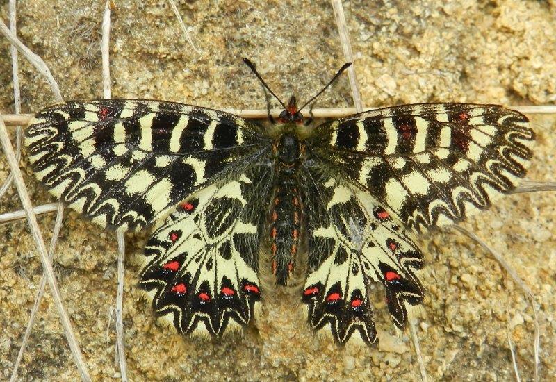 Melitaea cinxia,Zerynthia cassandra,Anthocharis cardamines