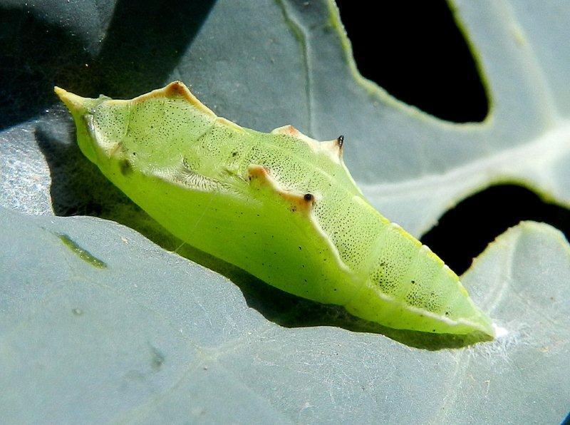 crisalide di Pontia edusa?