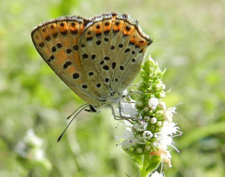 Lycaena tityrus