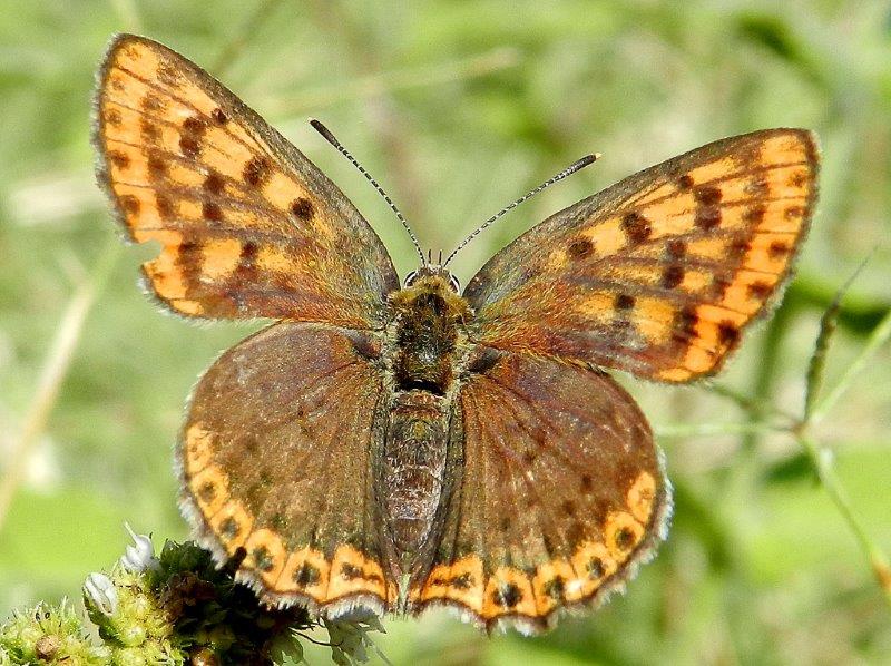 Lycaena tityrus